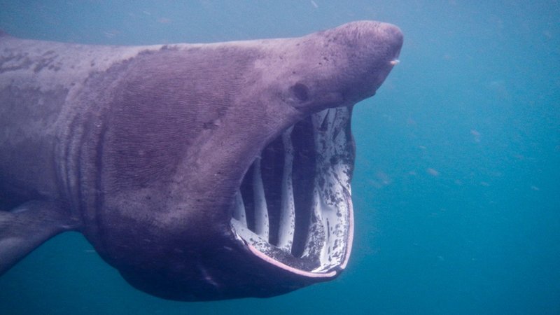 Discover admiralshark